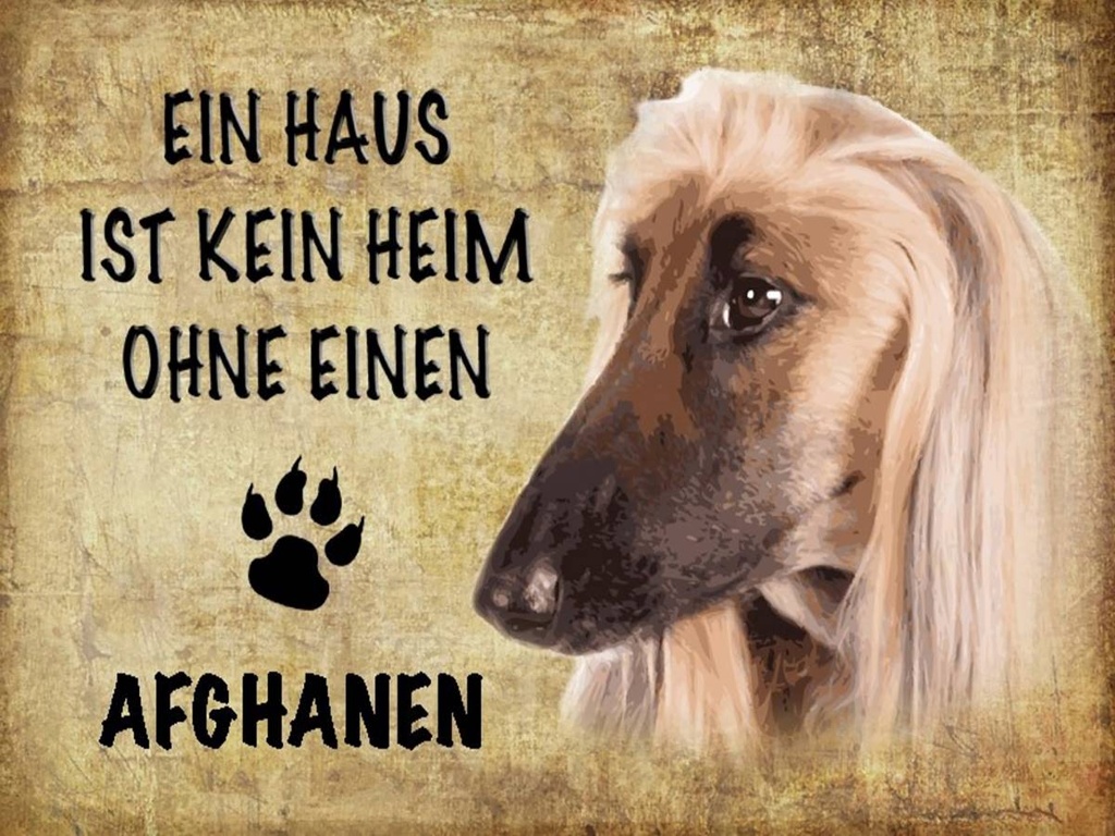 Holzschild 30x40 cm Afghanen Hund ohne kein Heim