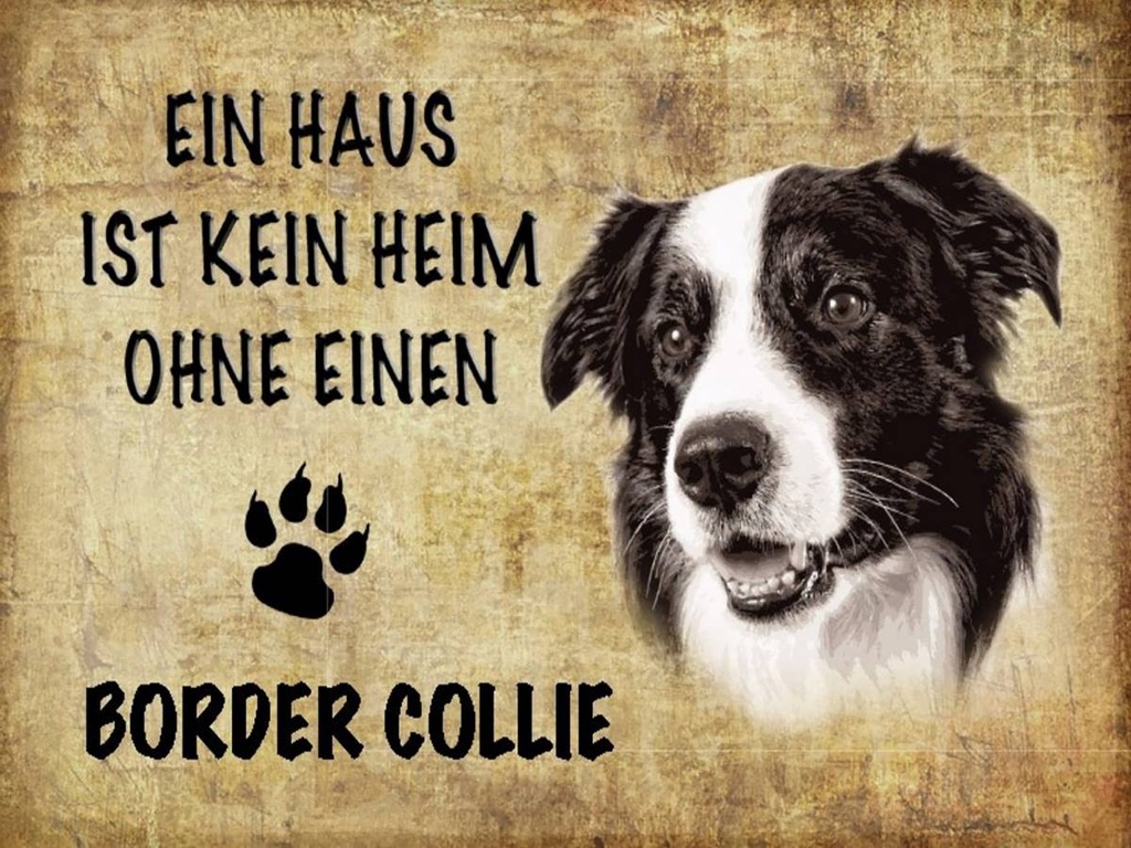 Holzschild 30x40 cm Border Collie Hund