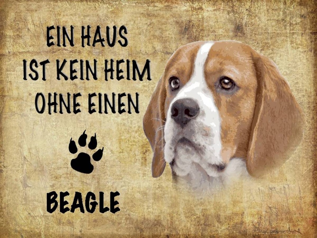 Holzschild 30x40 cm Beagle Hund ohne kein Heim