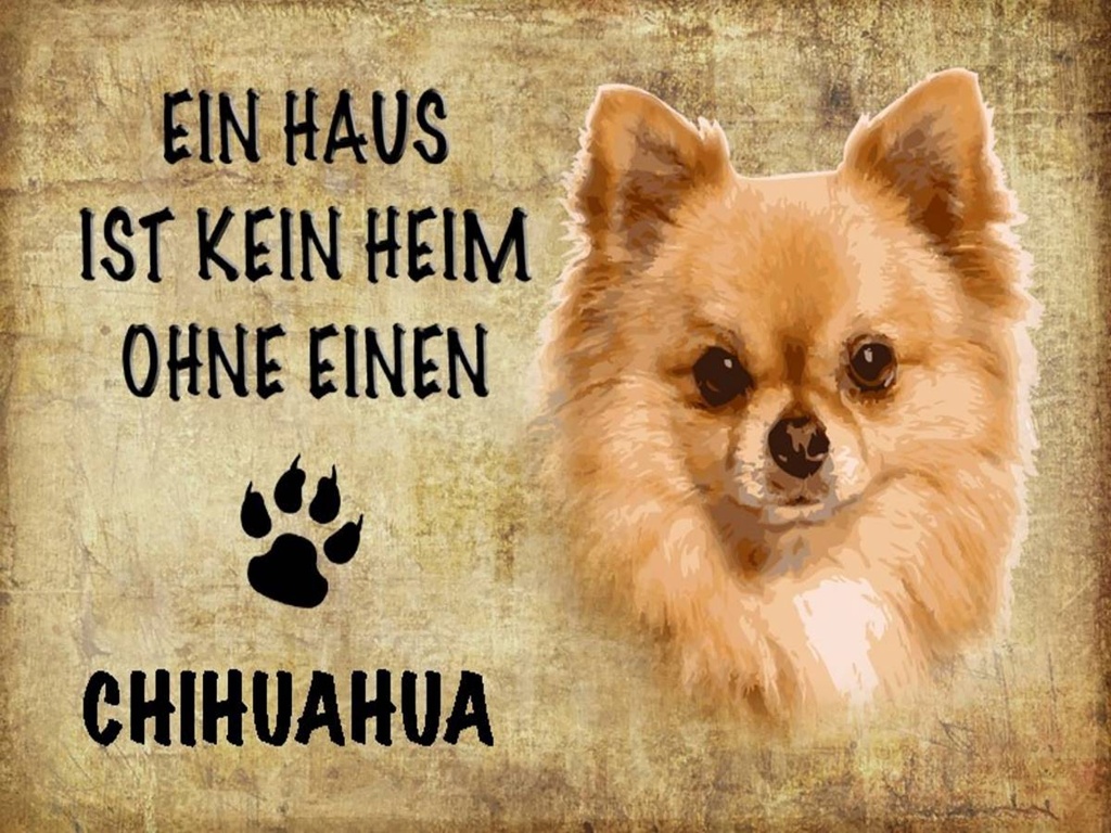 Holzschild 30x40 cm Chihuahua Hund ohne kein Heim