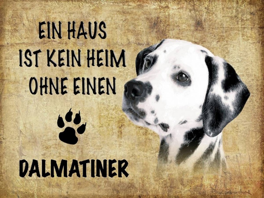 Holzschild 30x40 cm Dalmatiner Hund ohne kein Heim