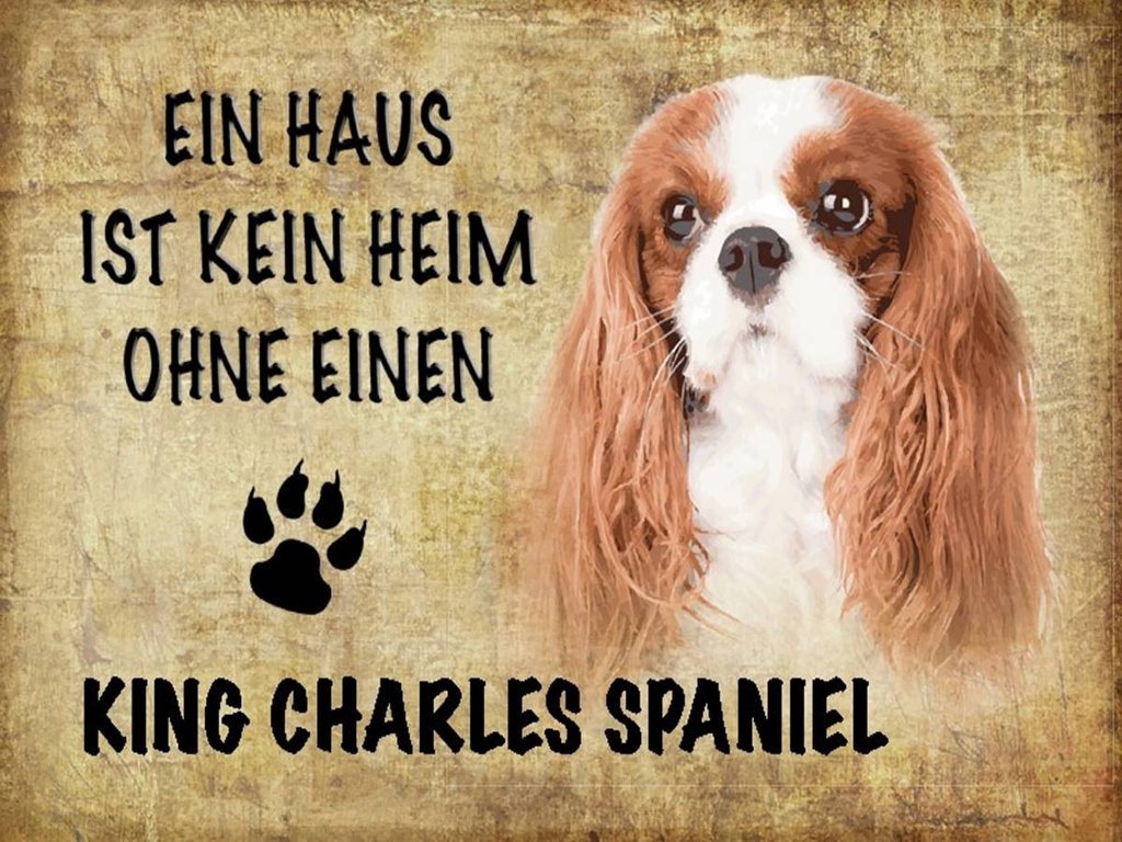 Holzschild 30x40 cm King Charles Spaniel Hund