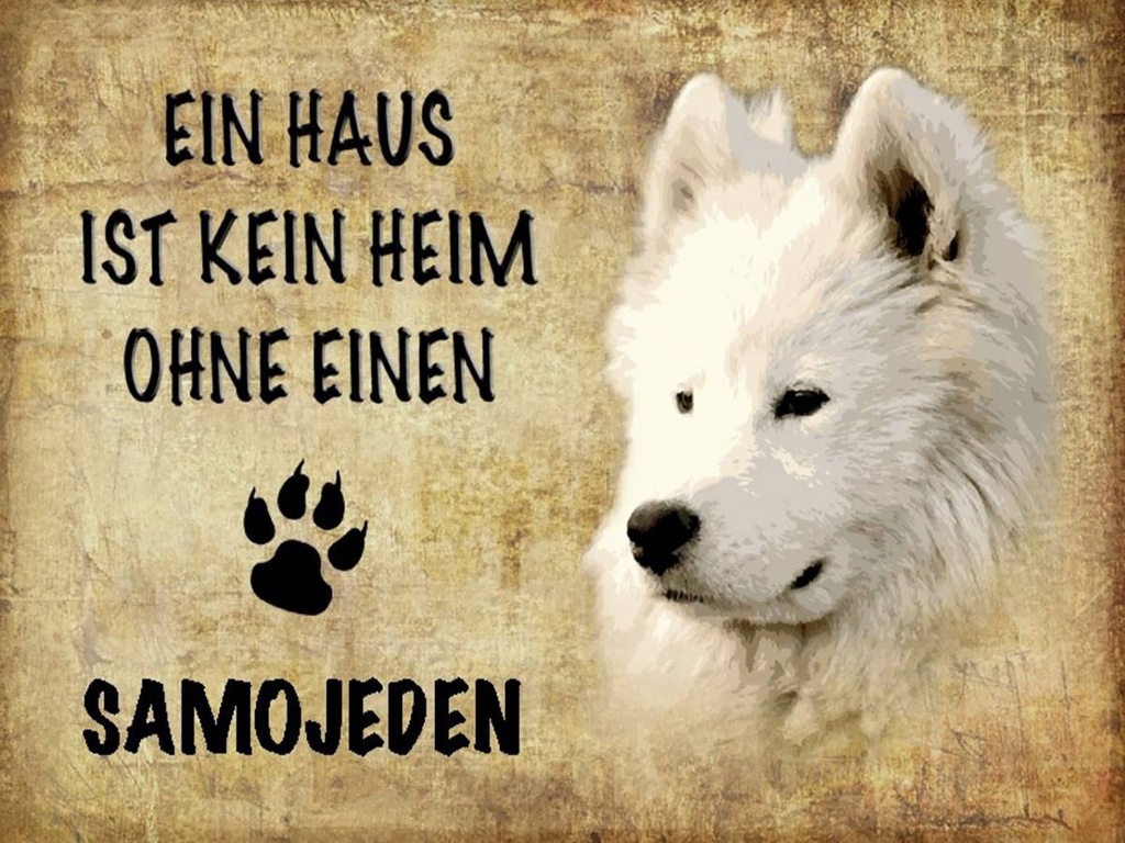 Holzschild 30x40 cm Samojeden Hund ohne kein Heim