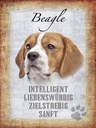 Holzschild 40x30 cm Beagle Hund
