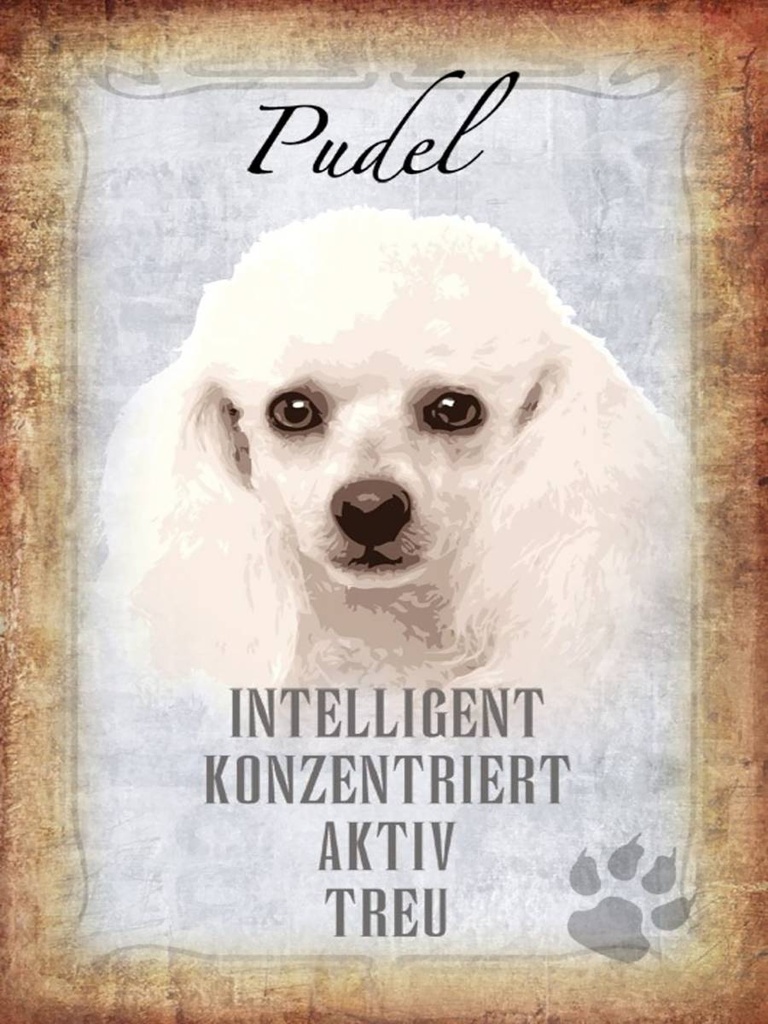 Holzschild 40x30 cm Pudel Hund aktiv