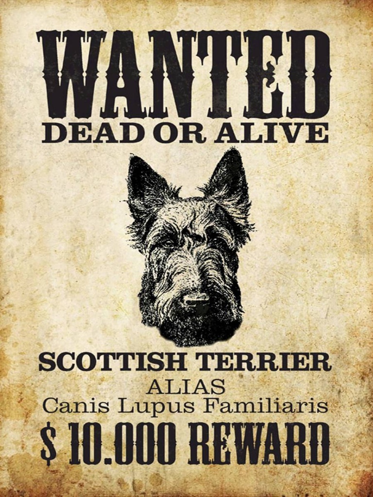 Holzschild 40x30 cm Hund wanted Scottish Terrier