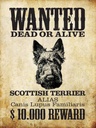 Holzschild 40x30 cm Hund wanted Scottish Terrier