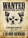 Holzschild 40x30 cm Hund wanted Chihuahua Alias