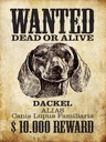 Holzschild 40x30 cm Hund wanted dead Dackel Alias