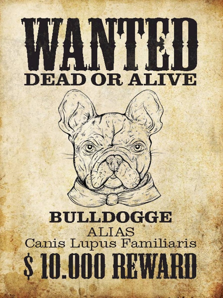 Holzschild 40x30 cm Hund wanted dead Bulldogge Alias