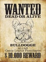 Holzschild 40x30 cm Hund wanted dead Bulldogge Alias