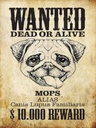 Holzschild 40x30 cm Hund wanted dead Mops Alias