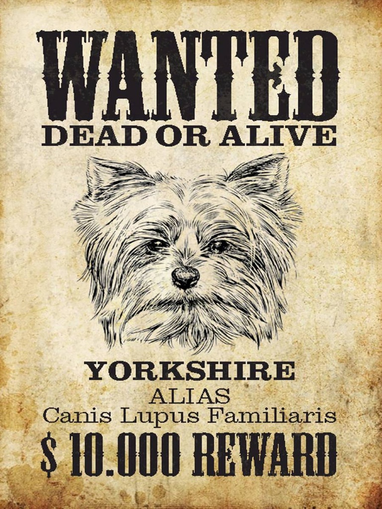 Holzschild 40x30 cm Hund wanted dead Yorkshire
