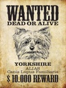 Holzschild 40x30 cm Hund wanted dead Yorkshire