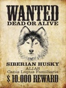 Holzschild 40x30 cm Hund wanted Siberian Husky