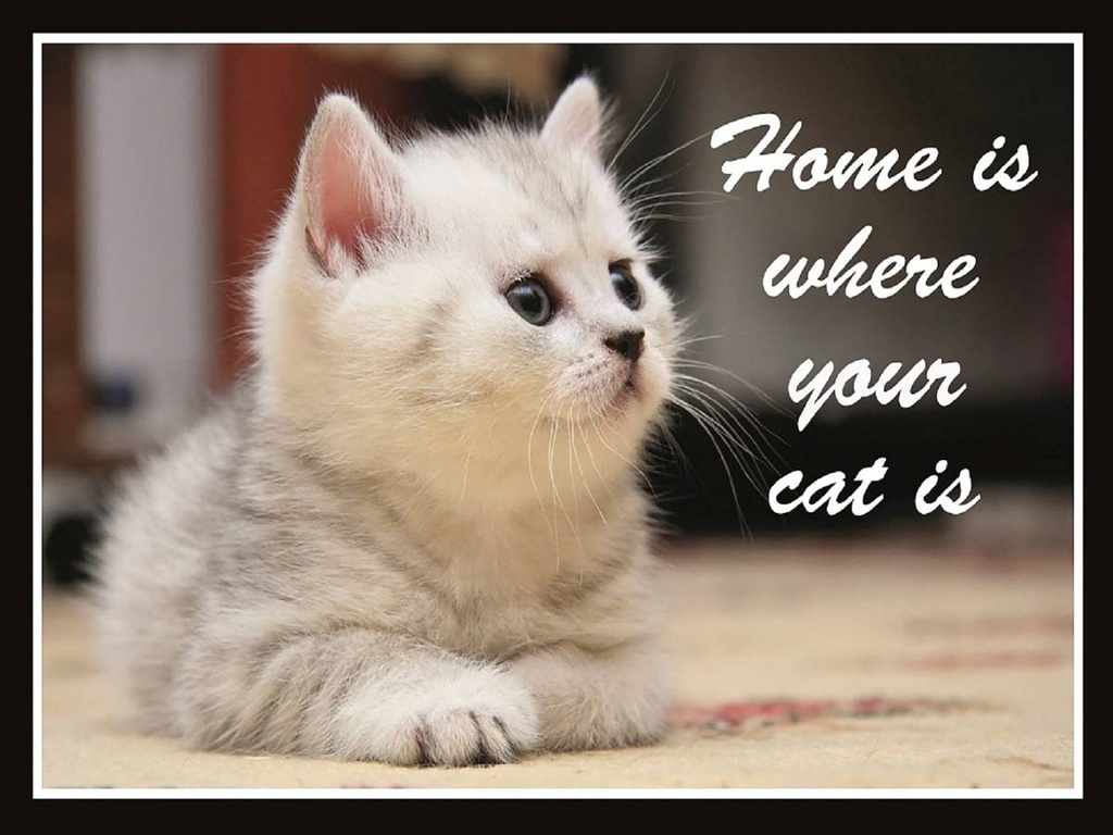 Holzschild 30x40 cm Katze Home is where your cat