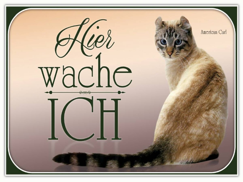 Holzschild 30x40 cm Katze American Curl hier wache ich