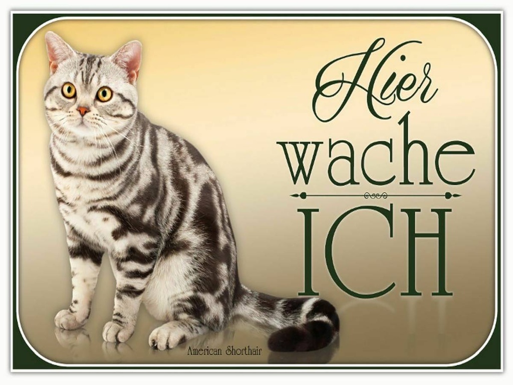 Holzschild 30x40 cm Katze American Shorthair hier wache