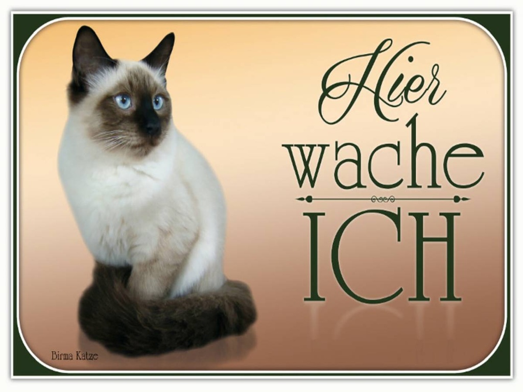 Holzschild 30x40 cm Katze Birma Katze hier wache ich