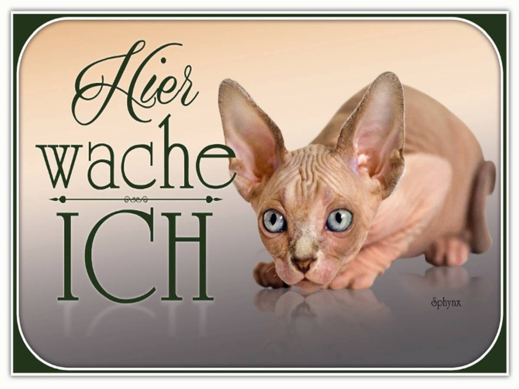 Holzschild 30x40 cm Katze Sphynx hier wache ich