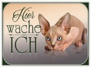 Holzschild 30x40 cm Katze Sphynx hier wache ich
