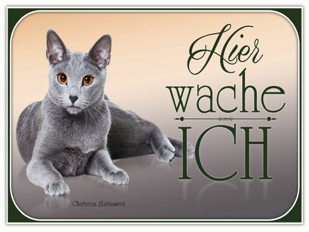 Holzschild 30x40 cm Katze Chartreux hier wache ich