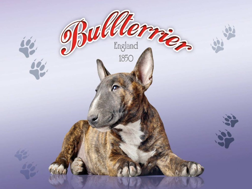 Holzschild 30x40 cm Hund Bullterrier England 1850