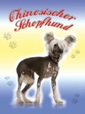 Holzschild 40x30 cm Hund Chinesischer Schopfhund