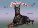 Holzschild 30x40 cm Hund Dobermann 1850 Deutschland