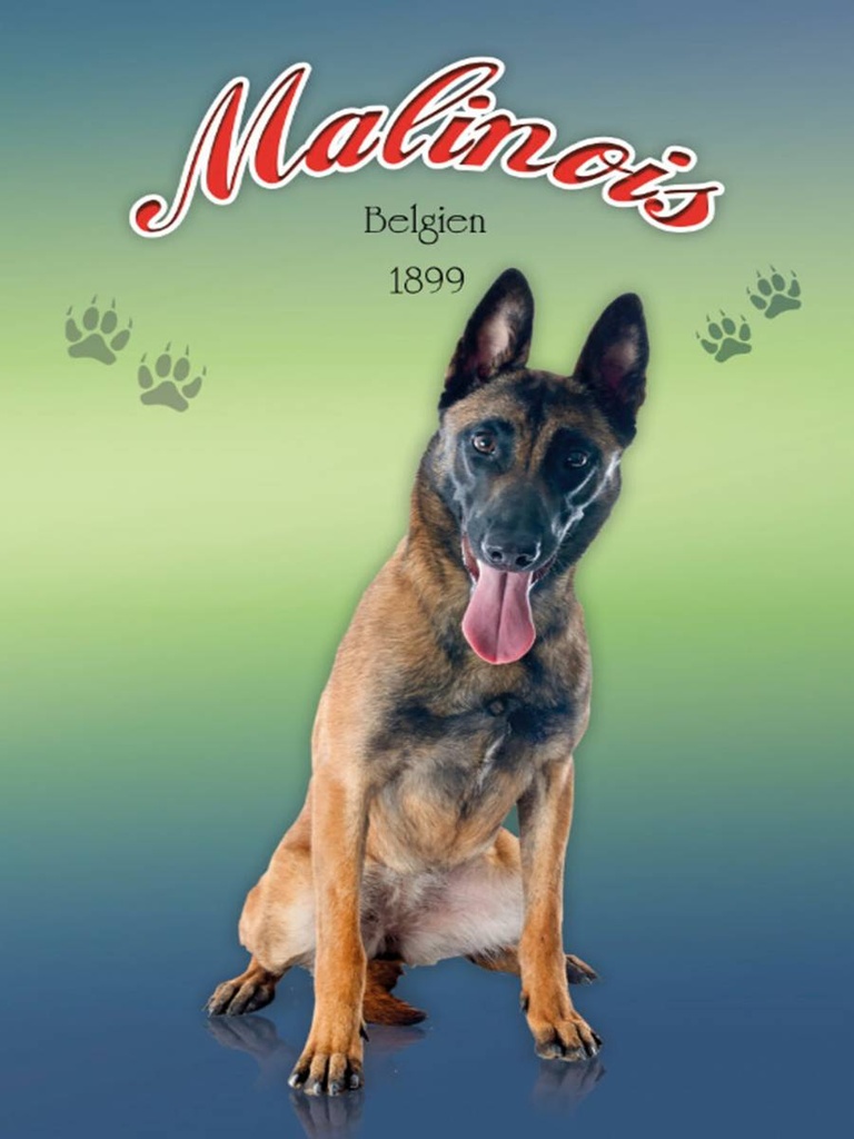 Holzschild 40x30 cm Hund Malinois Belgien 1899