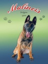 Holzschild 40x30 cm Hund Malinois Belgien 1899