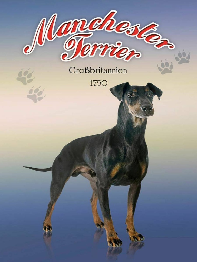 Holzschild 40x30 cm Hund Manchester Terrier Großbritannien