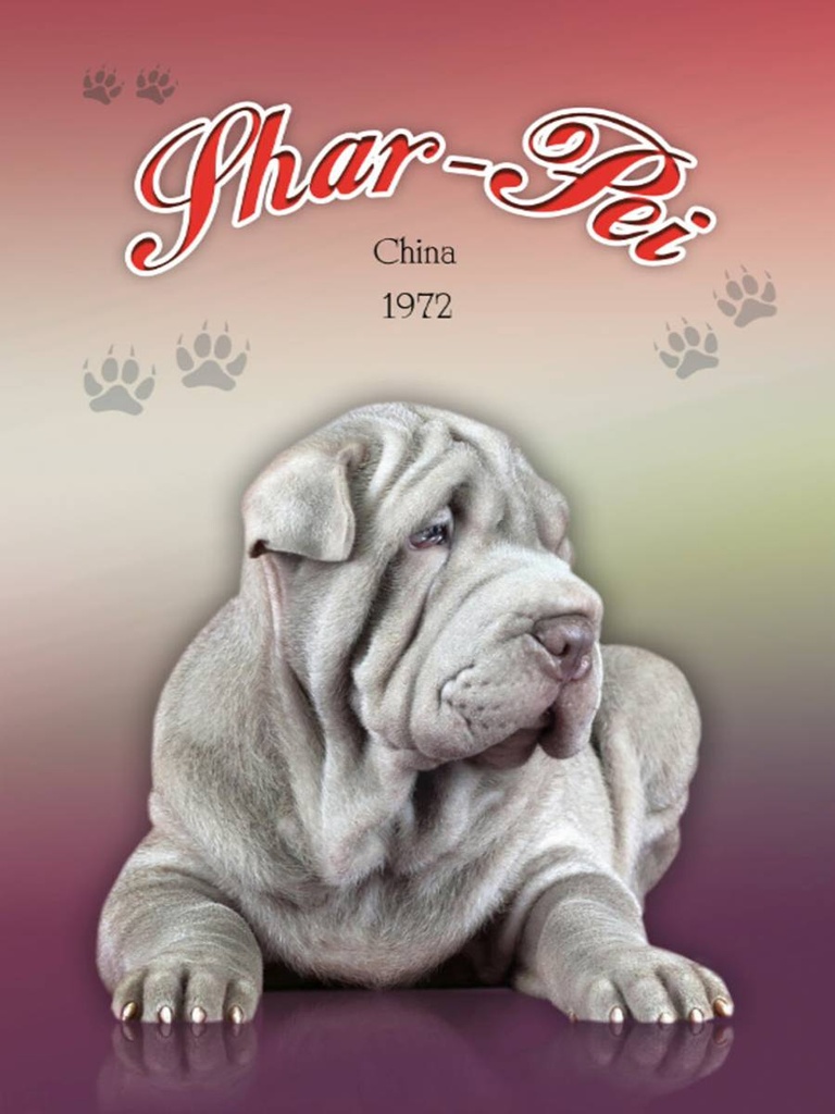 [LA-1791186-H] Holzschild 40x30 cm Hund Shar-Pei China 1972