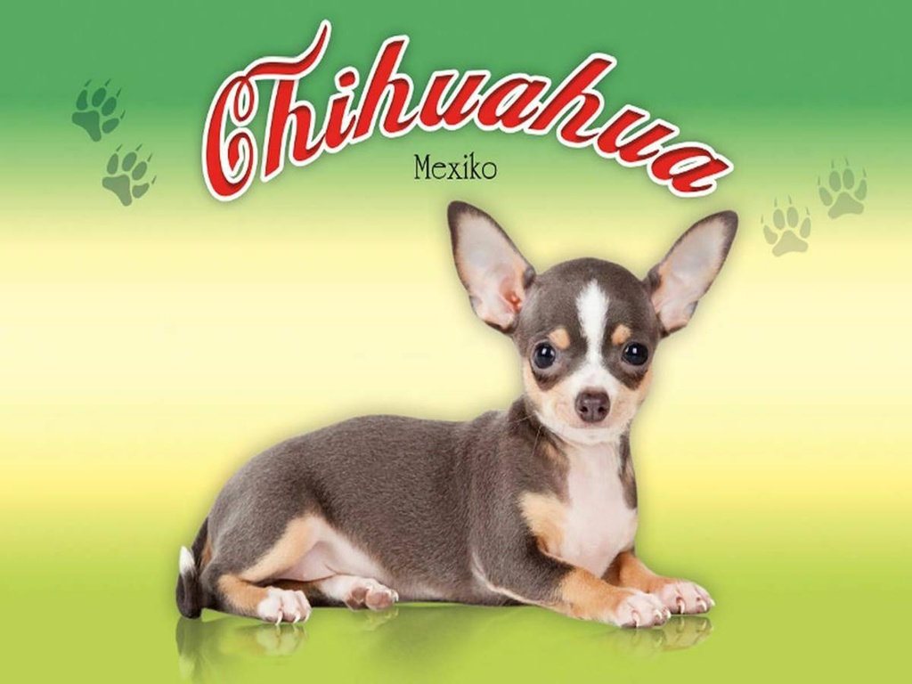 Holzschild 30x40 cm Hund Chihuahua Mexiko