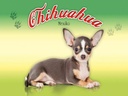 Holzschild 30x40 cm Hund Chihuahua Mexiko
