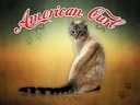 Holzschild 30x40 cm Katze American Curl