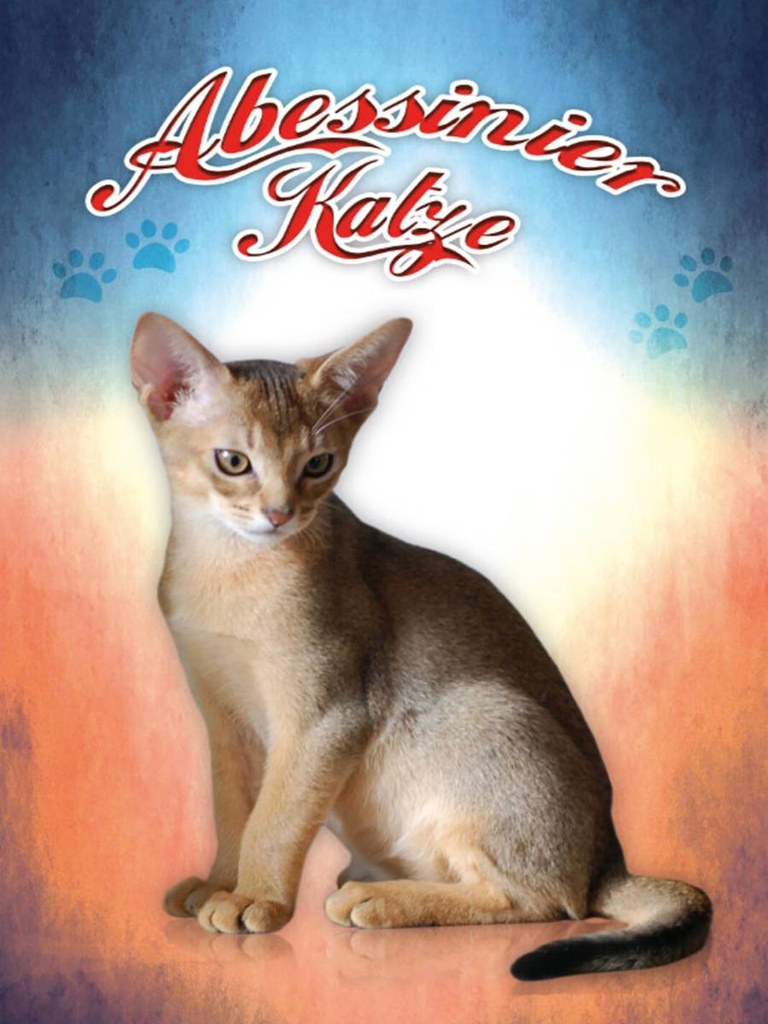 Holzschild 40x30 cm Katze Abessinier Katze