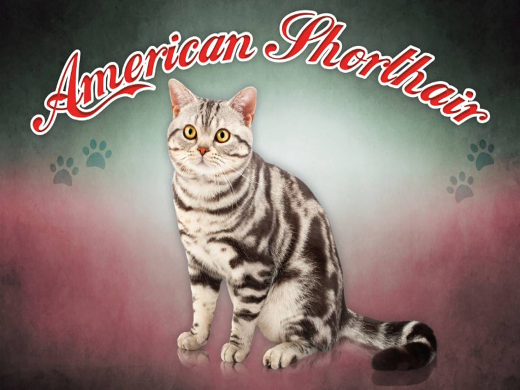 Holzschild 30x40 cm Katze American Shorthair