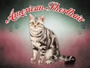 Holzschild 30x40 cm Katze American Shorthair
