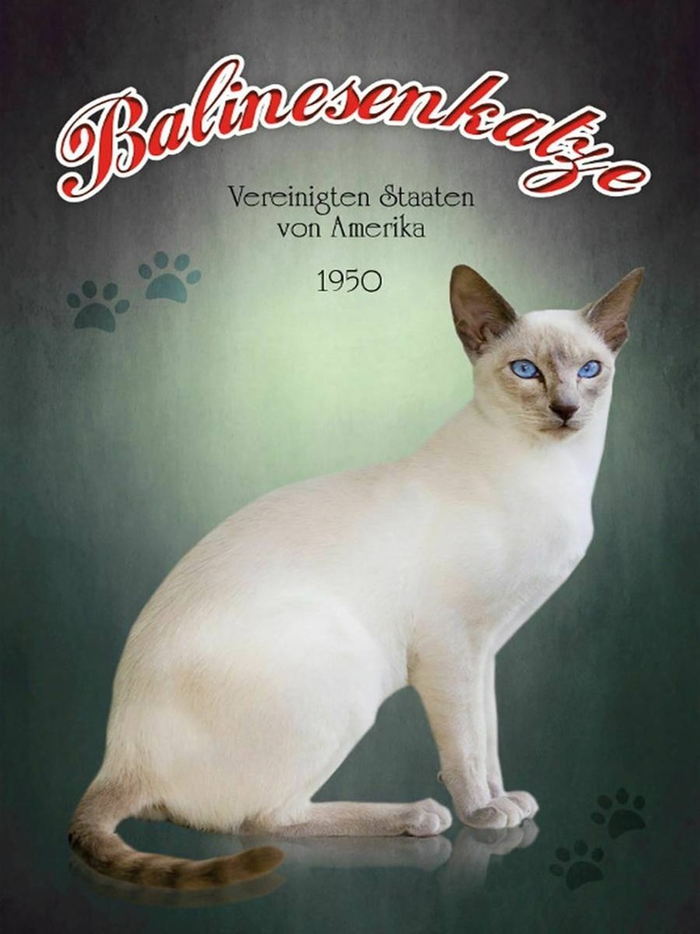 Holzschild 40x30 cm Katze Balinesenkatze Amerika 1950