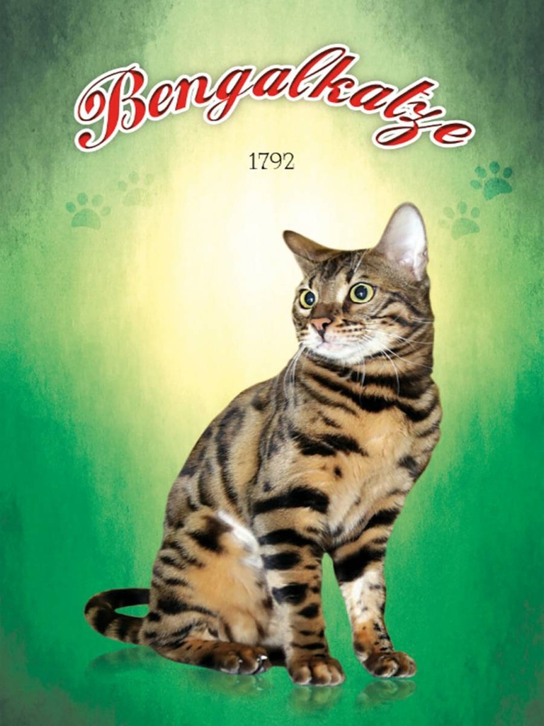 Holzschild 40x30 cm Katze Bengalkatze 1792