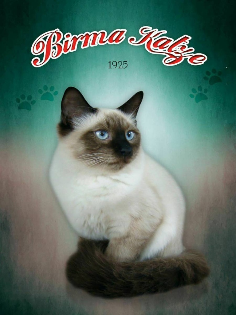 Holzschild 40x30 cm Katze Birma Katze 1925