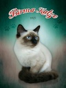 Holzschild 40x30 cm Katze Birma Katze 1925