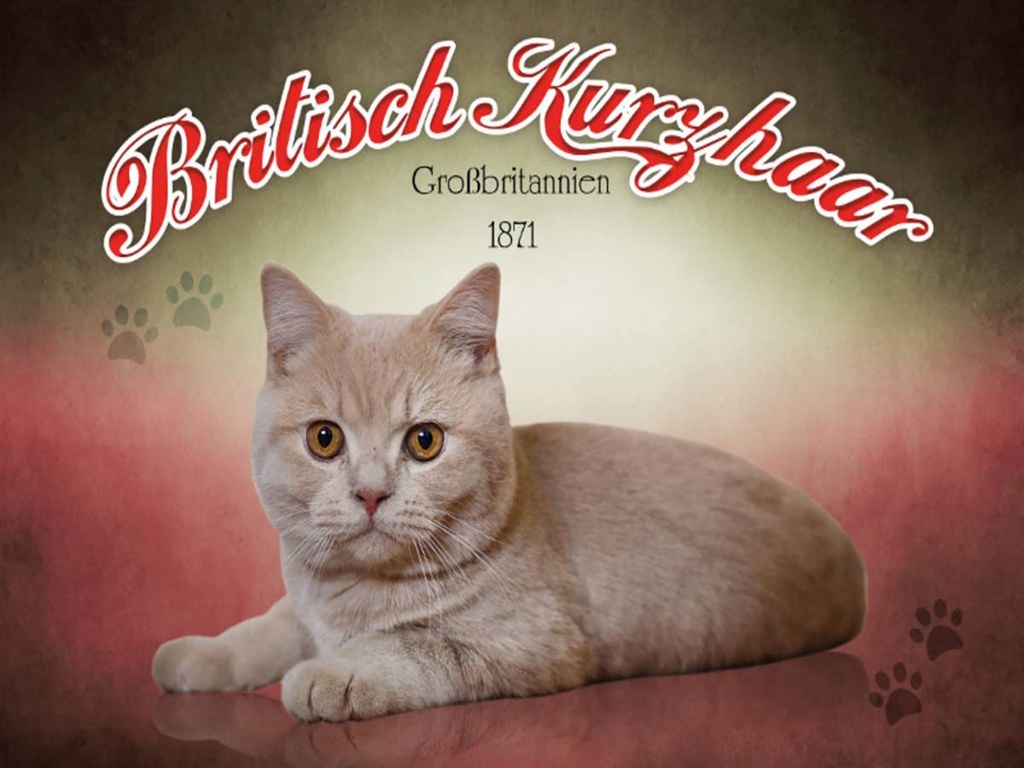 Holzschild 30x40 cm Katze British Kurzhaar Großbritannien