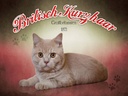 Holzschild 30x40 cm Katze British Kurzhaar Großbritannien