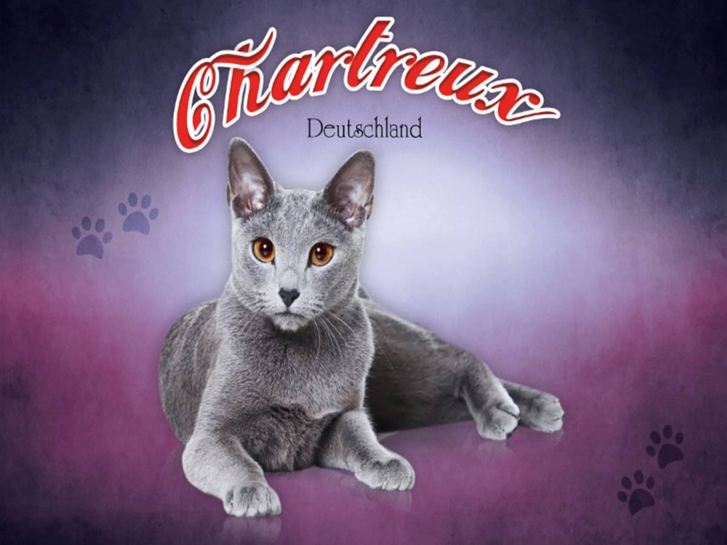 Holzschild 30x40 cm Katze Chartreux Deutschland