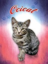 Holzschild 40x30 cm Katze Ocicat