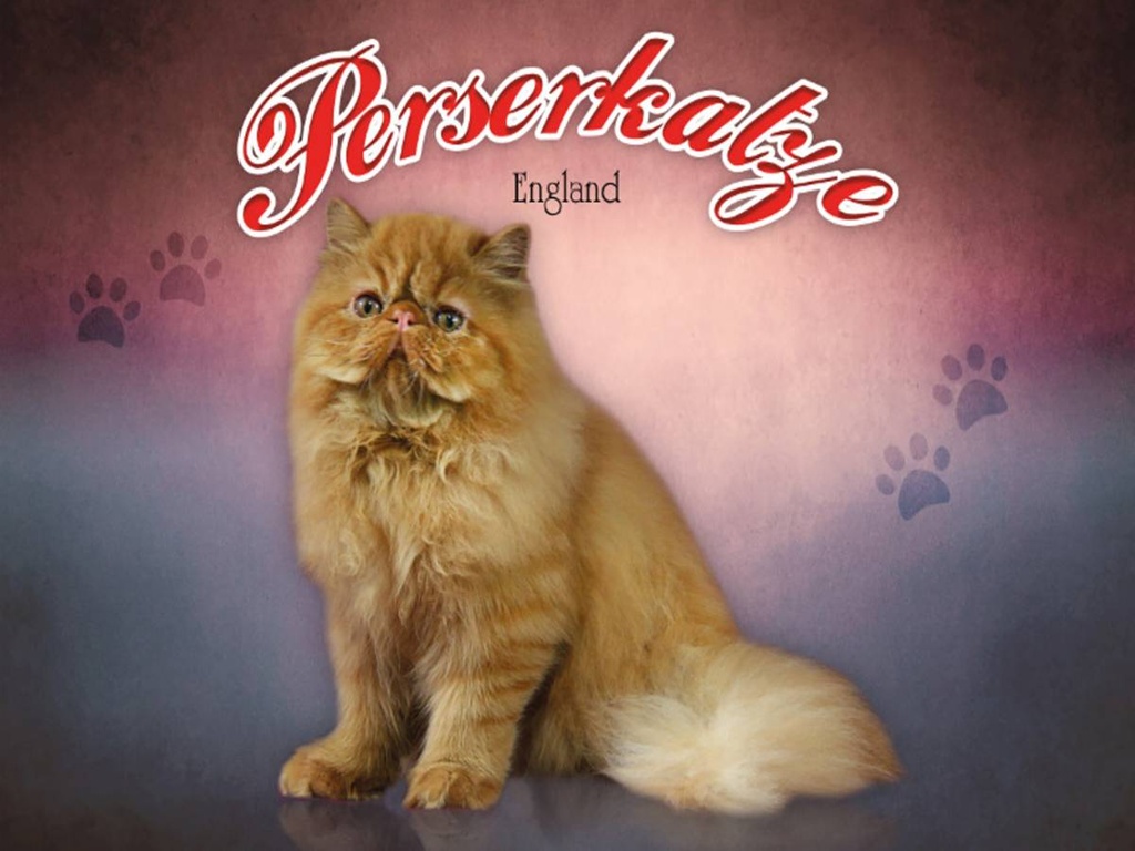 Holzschild 30x40 cm Katze Perserkatze England