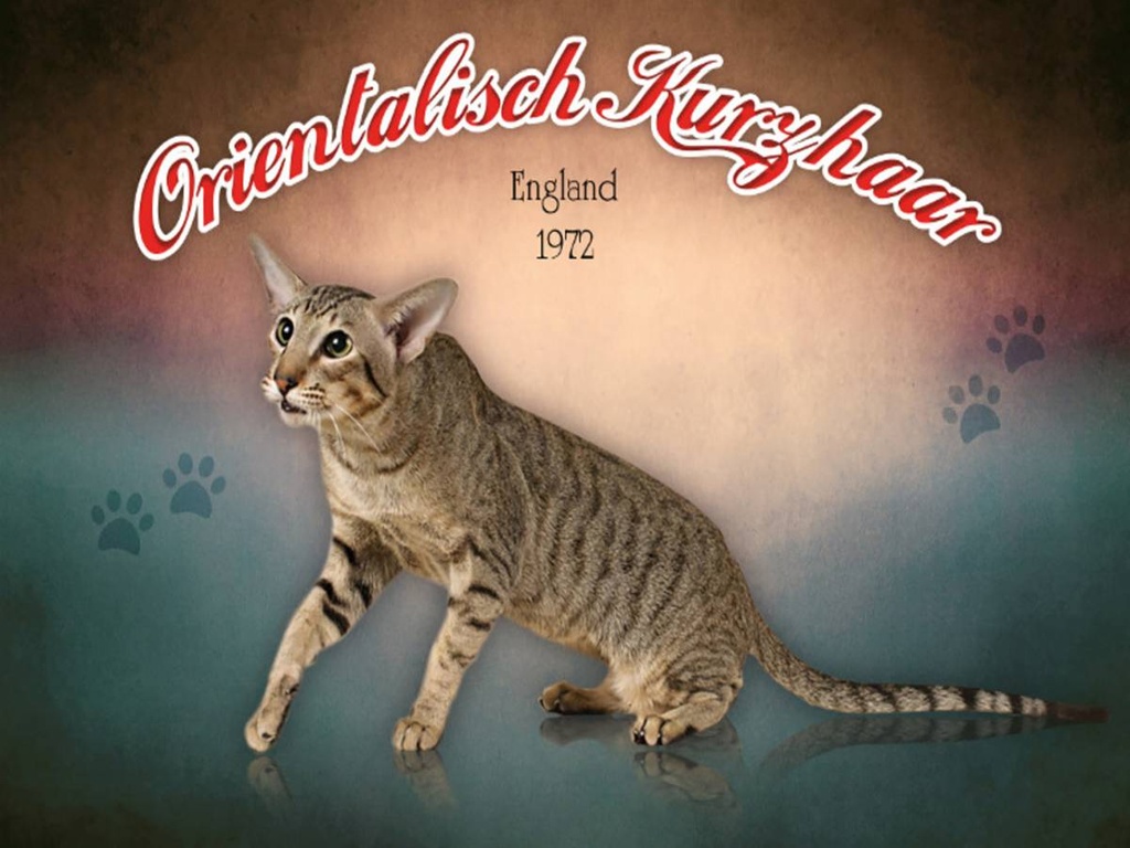 Holzschild 30x40 cm Katze Orientalisch Kurzhaar England