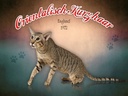Holzschild 30x40 cm Katze Orientalisch Kurzhaar England